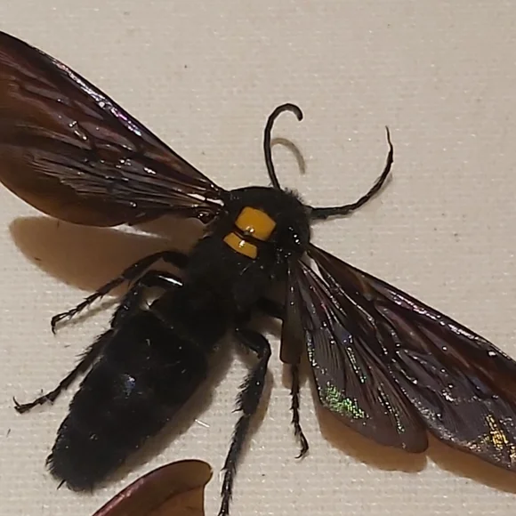 Framed Insect Display with Gray Frame - Picture 3 of 5